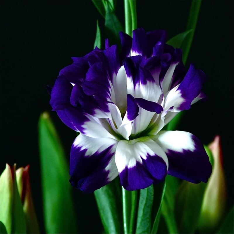 Purple and White Flower — Dramatic, Photograph