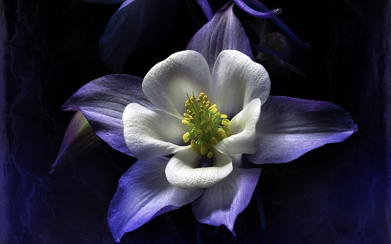 Purple and White Flower — Dramatic