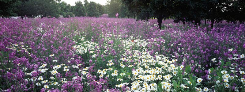 Purple and white flower field