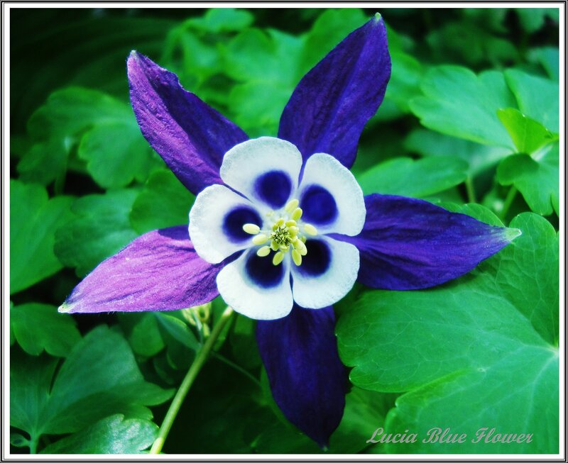 Purple and White Flower — Natural, Spring