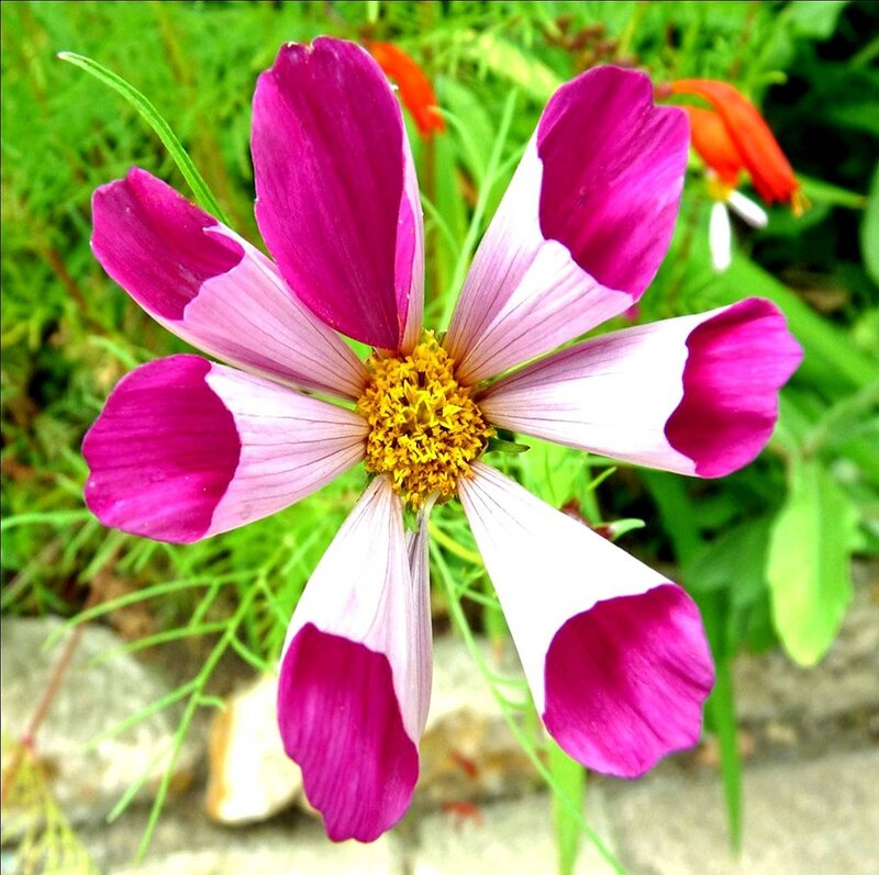 Purple and White Flower — Natural, Summer