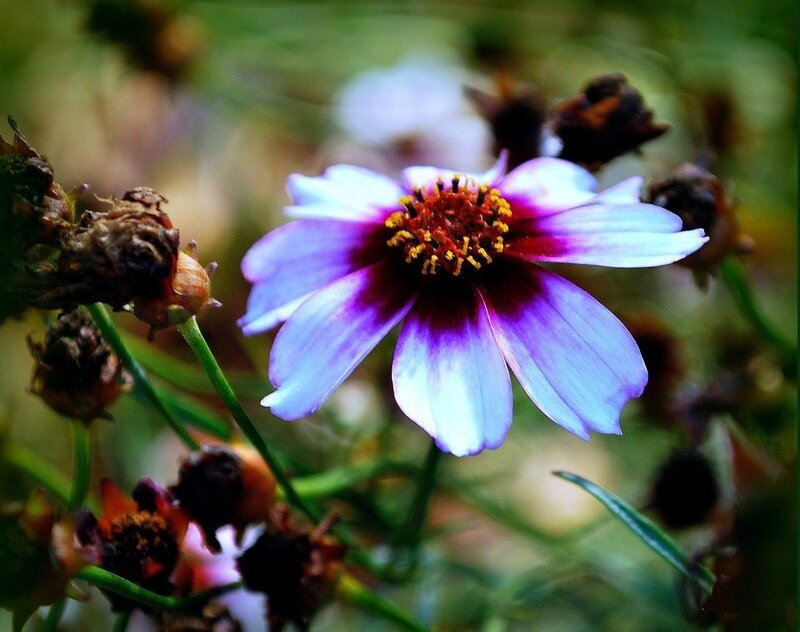 Purple and White Flower — Natural