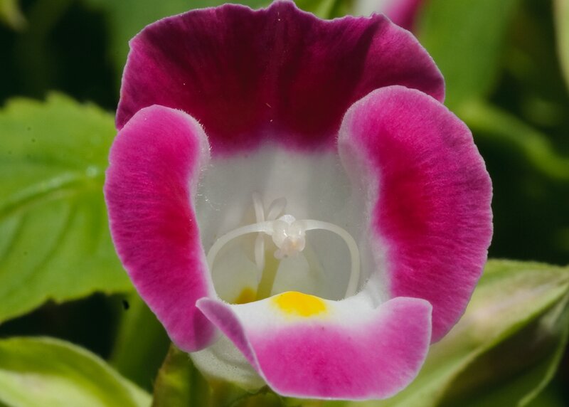 Purple and White Flower — Pink, Calm