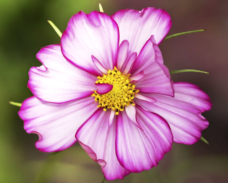 Purple and White Flower — Pink