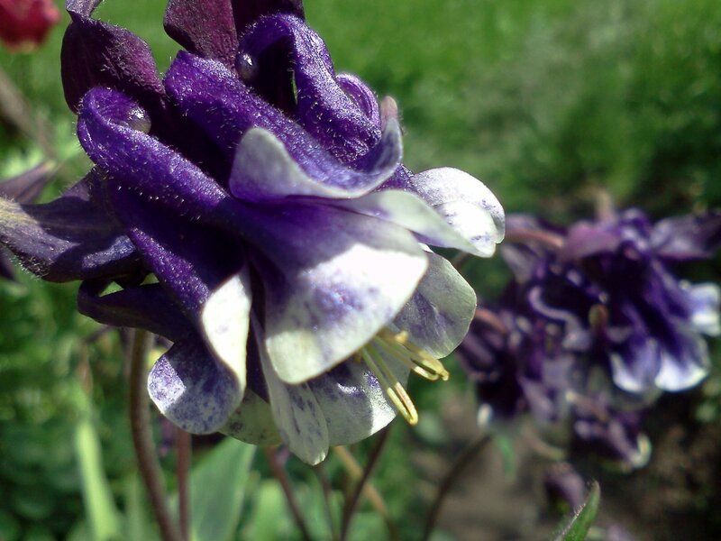 Purple and White Flower — Serene, Afternoon