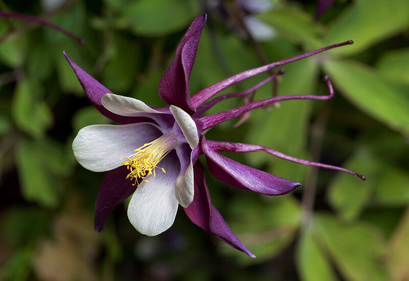 Purple and White Flower — Serene, Photograph, Green Leaves