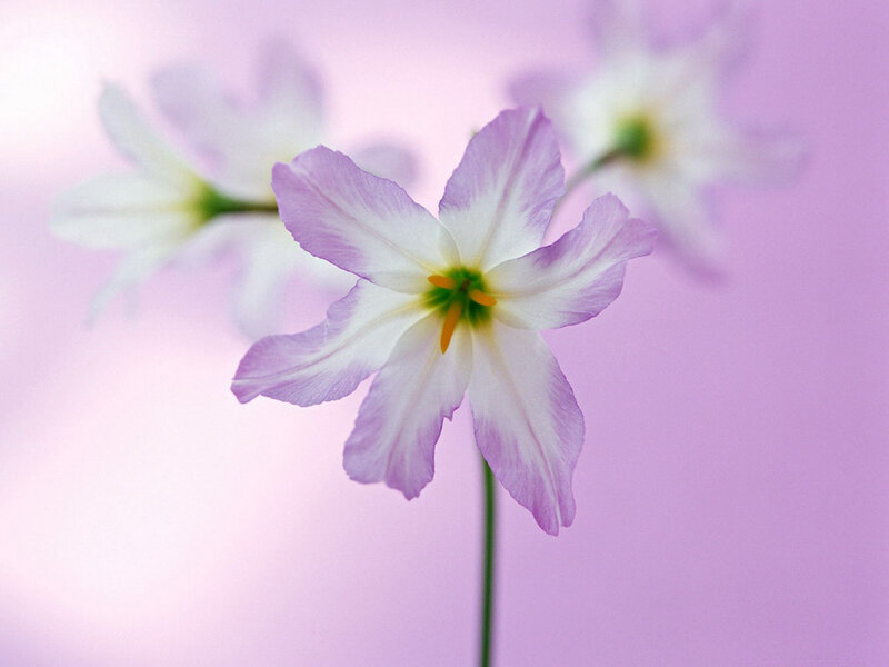 Purple and White Flower — Serene, Photograph, Stem, Background