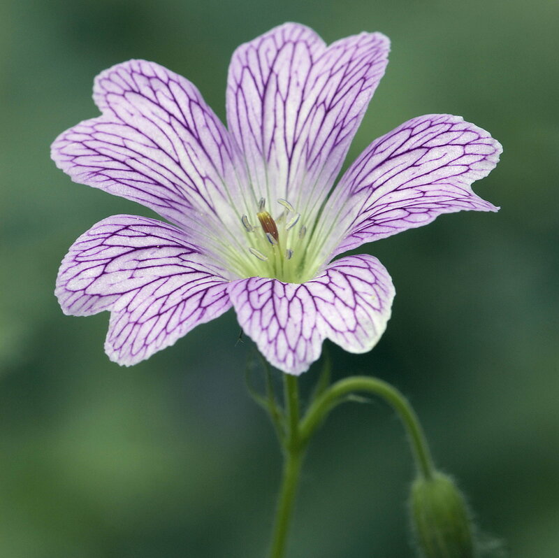 Purple and White Flower — Serene, Photograph, Stem, Bud
