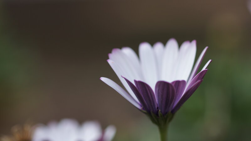 Purple and White Flower — Serene, Photograph, Stem