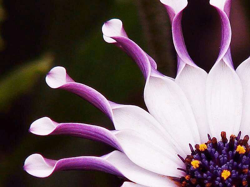 Purple and White Flower — Serene, Photograph