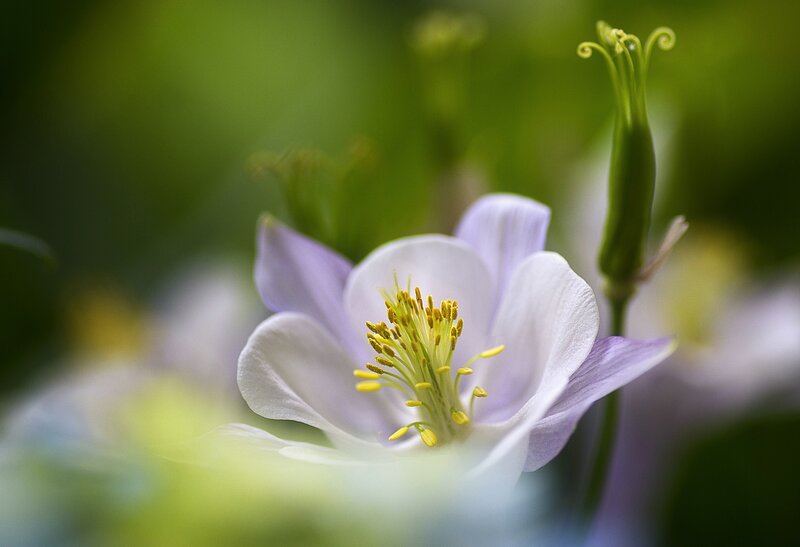 Purple and White Flower — Serene, Spring, Photograph, Bud