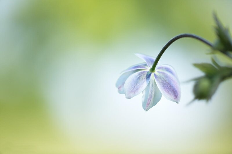 Purple and White Flower — Serene, Spring, Photograph