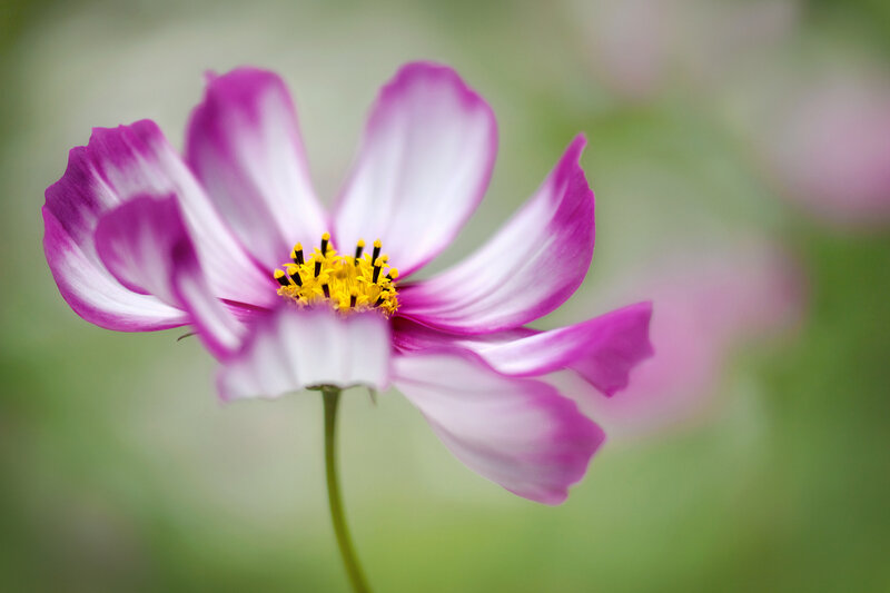 Purple and White Flower — Serene, Spring