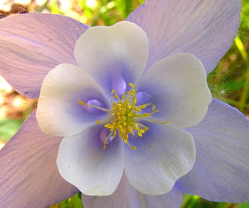 Purple and White Flower — Serene