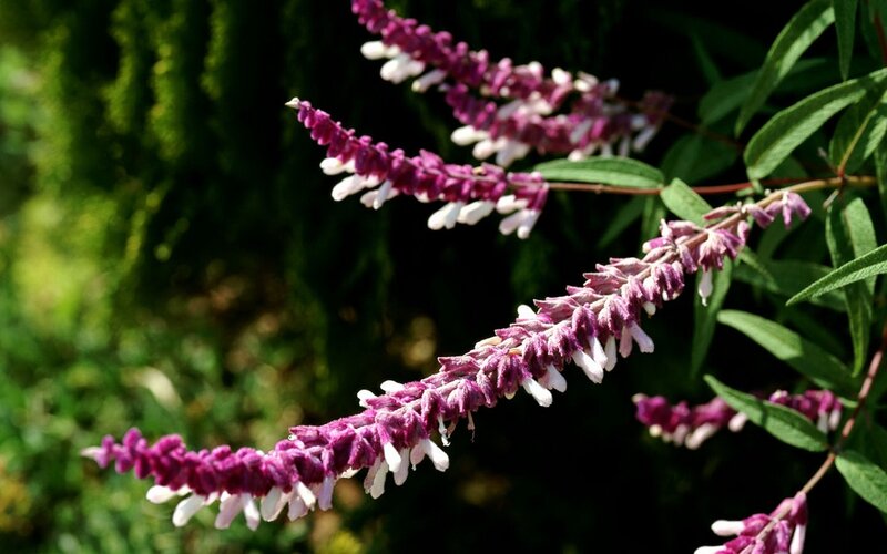 Purple and White Flower Spikes — Serene
