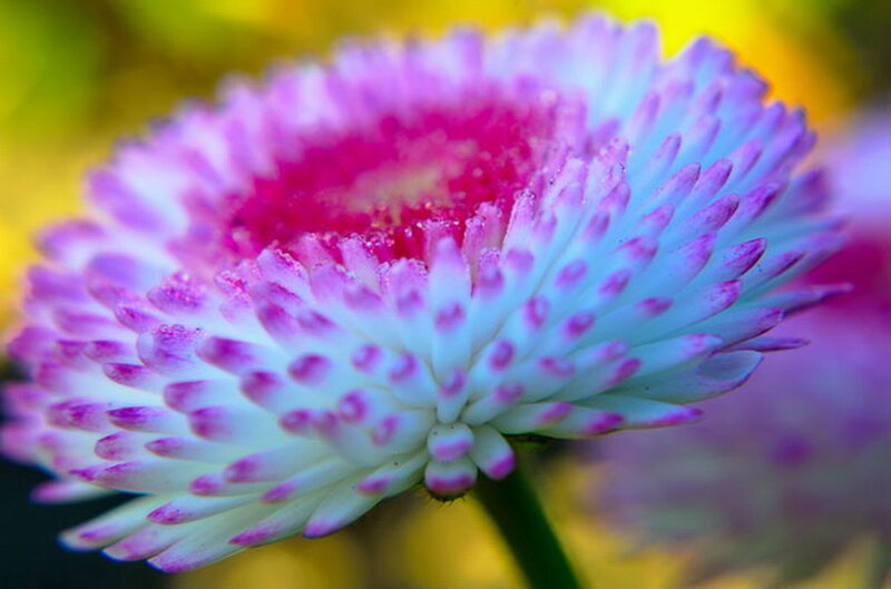 Purple and White Flower — Vibrant