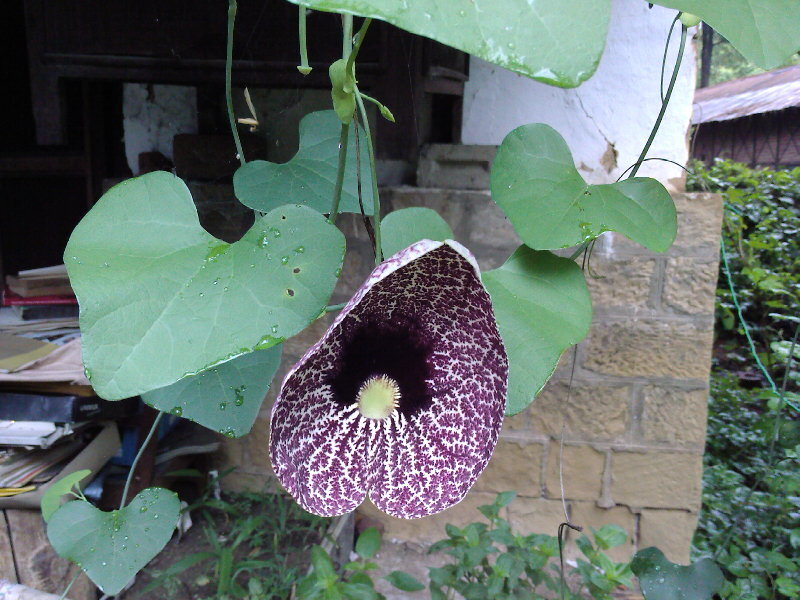 purple and white flower with heart-shaped leaves