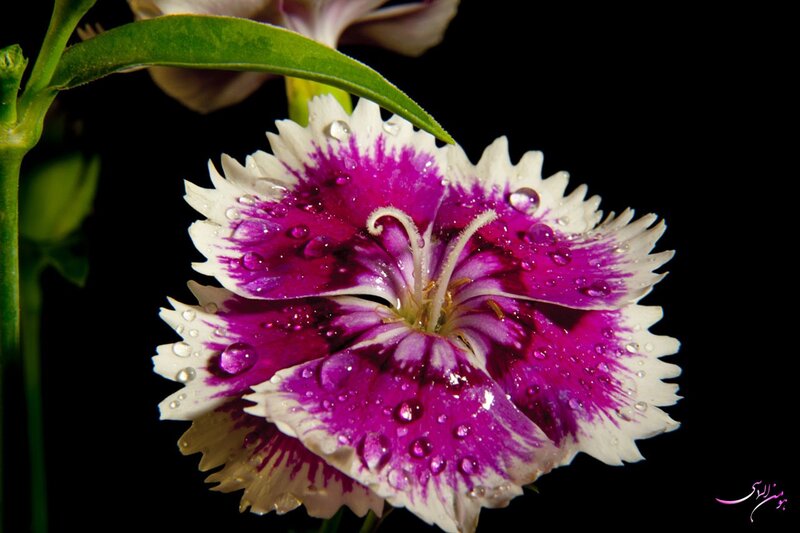 Purple and white flower with water droplets