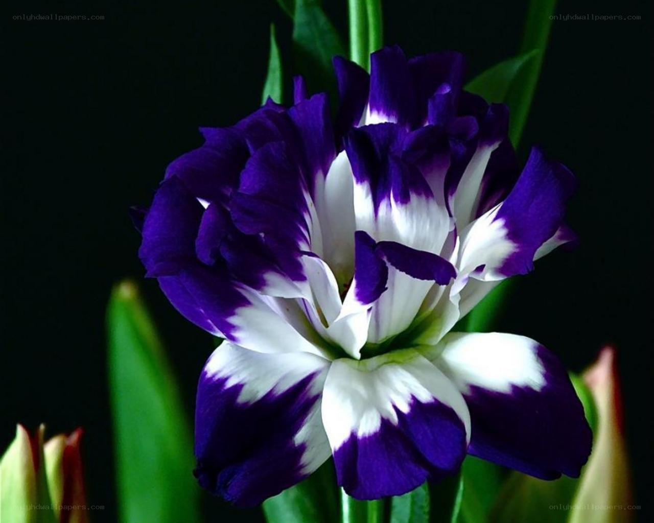 purple and white flower