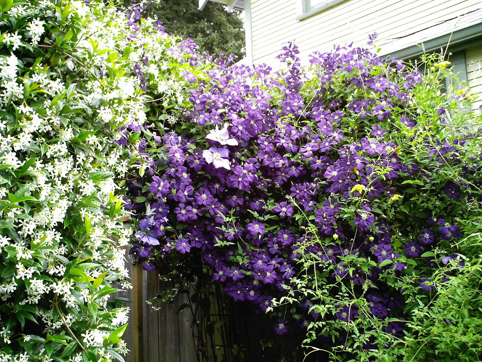 purple and white flowering vines