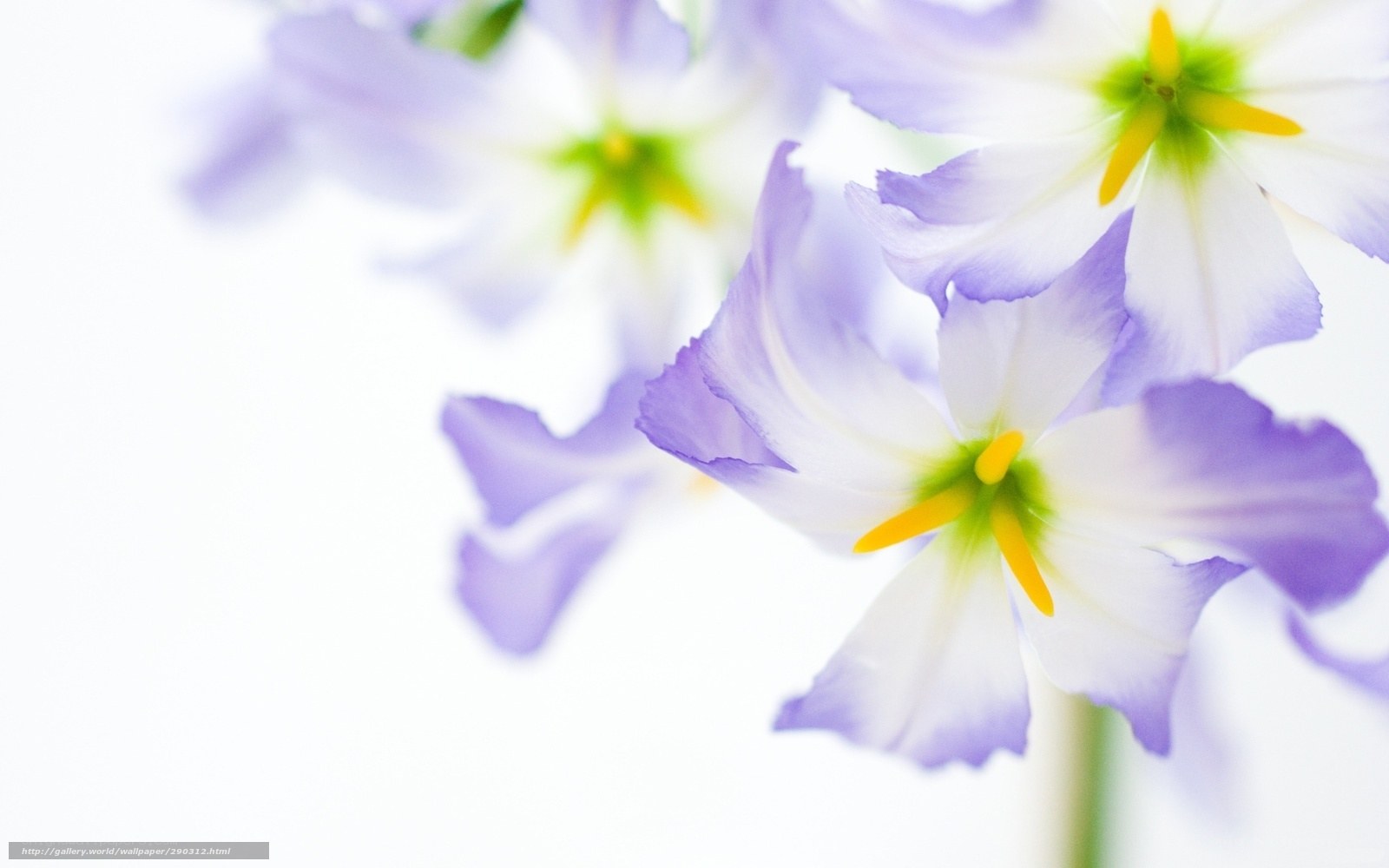 Purple and white flowers