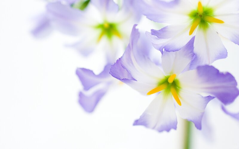 Purple and white flowers