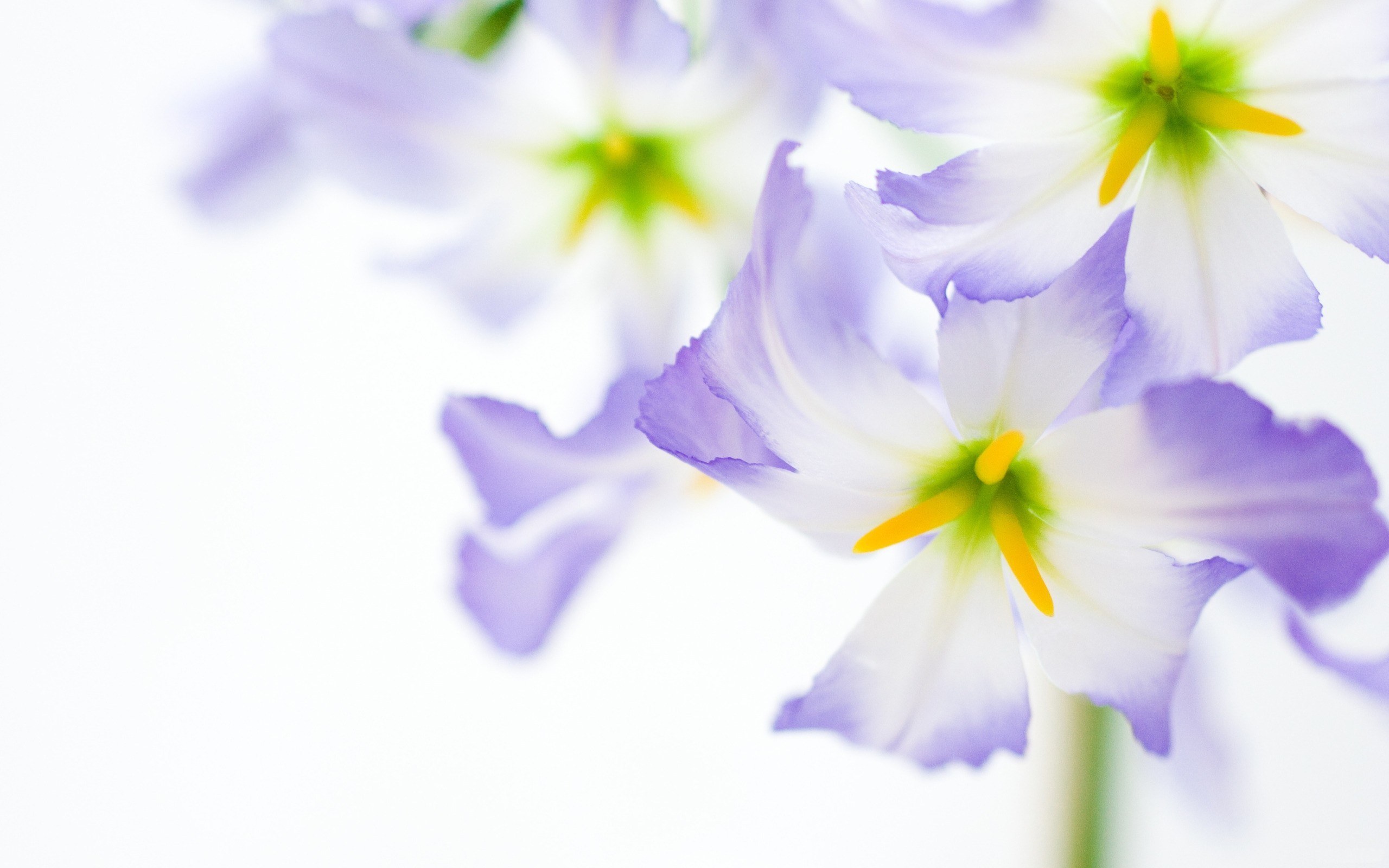 Purple and white flowers