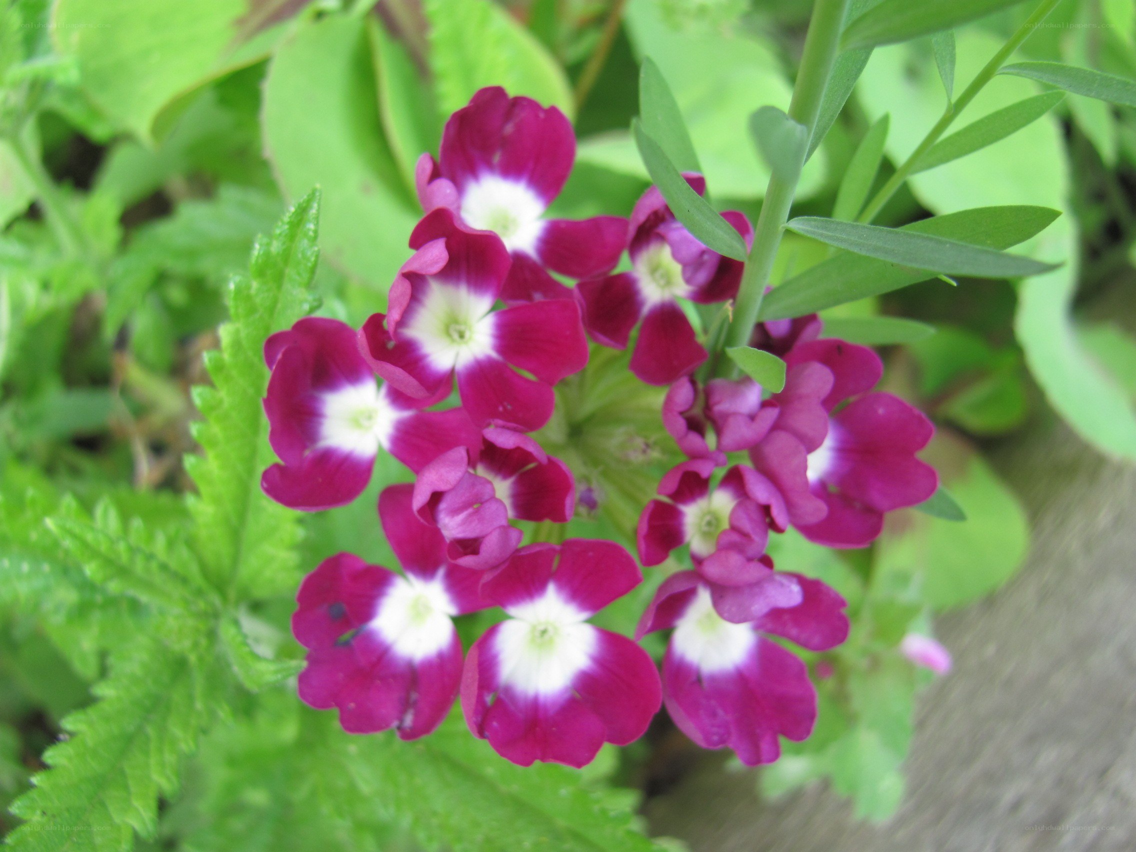 purple and white flowers