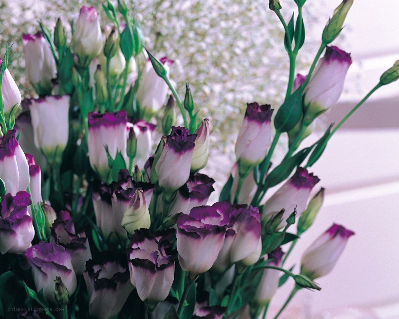 purple and white flowers