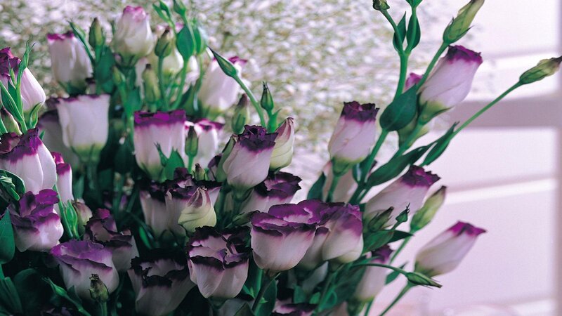 purple and white flowers