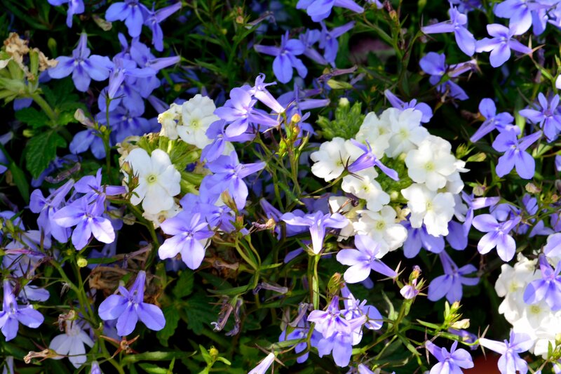 Purple and White Flowers — Blue, Calm, Afternoon