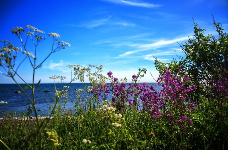 Purple and White Flowers — Blue, Serene, Afternoon