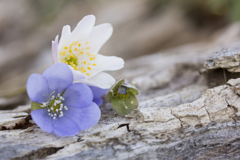 Purple and White Flowers — Blue, Serene, Spring