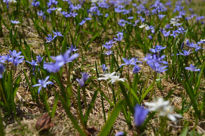 Purple and White Flowers — Blue, Serene