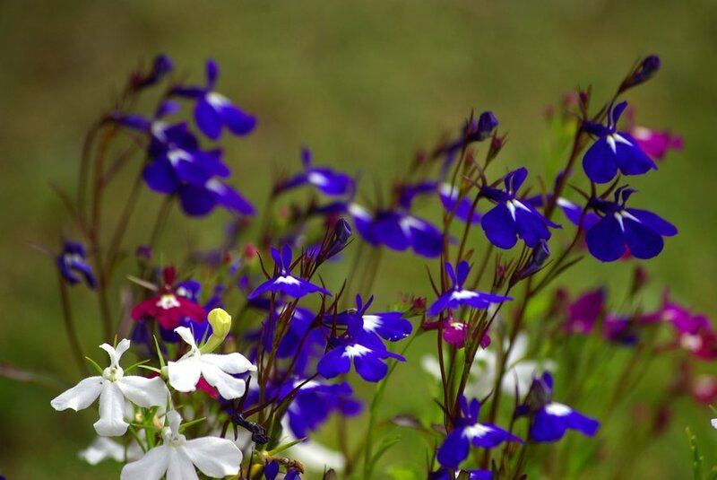 Purple and White Flowers — Blue