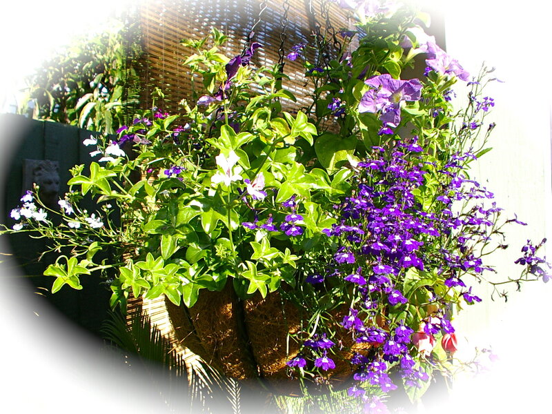 Purple and White Flowers — Bright