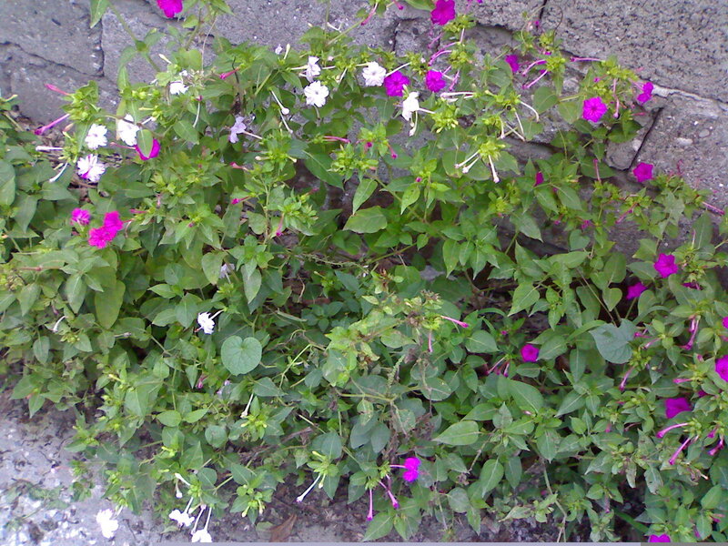 purple and white flowers by wall
