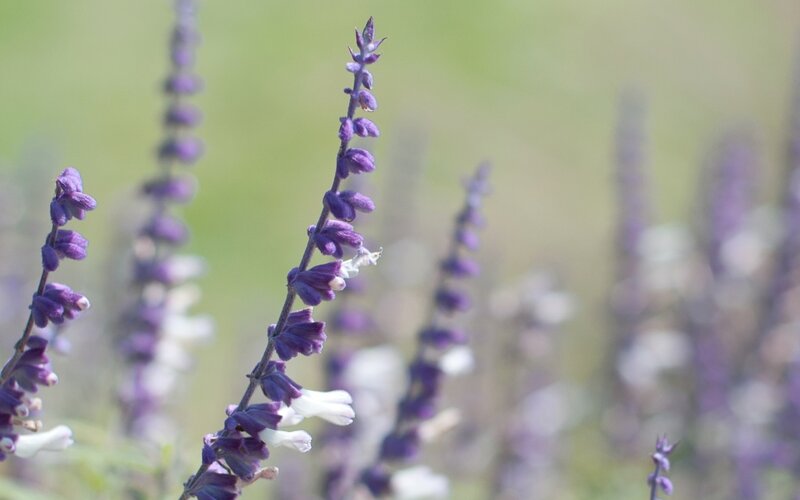 Purple and White Flowers — Calm, Afternoon, Photograph, Stems