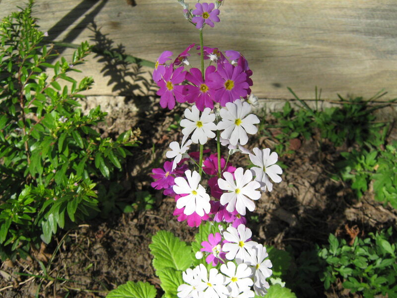 Purple and White Flowers — Calm, Afternoon, Photograph