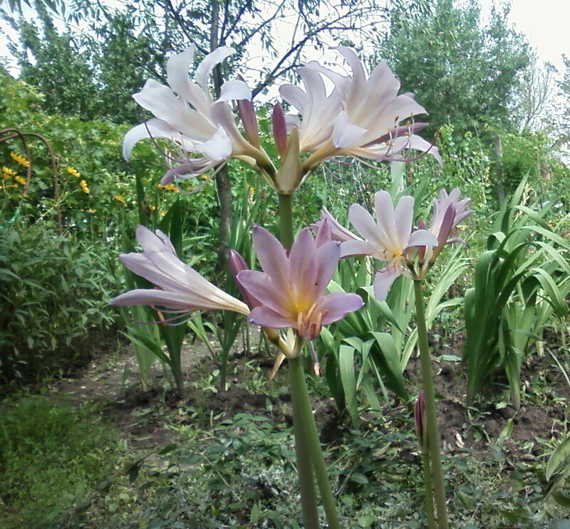 Purple and White Flowers — Calm, Afternoon