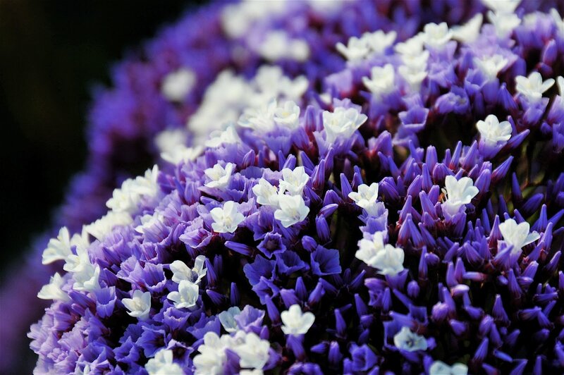 Purple and White Flowers — Calm, Photograph, Bloom