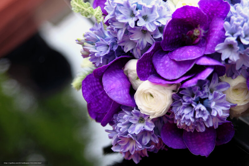 Purple and White Flowers — Calm, Photograph, Bouquet, Greenery, Blue
