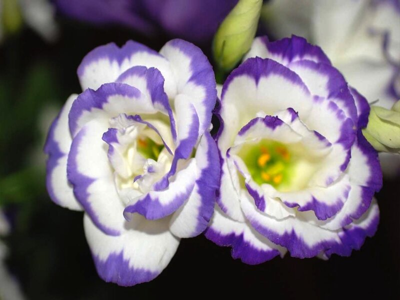 Purple and White Flowers — Calm, Photograph, Buds, Petals