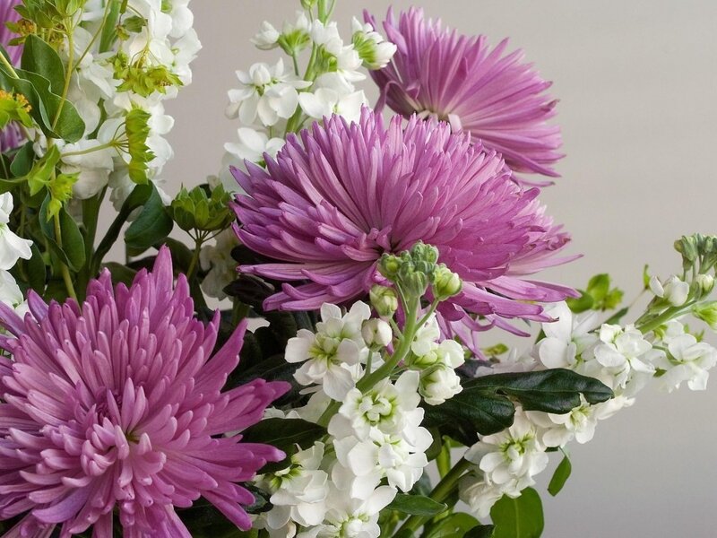 Purple and White Flowers — Calm, Photograph, Chrysanthemums