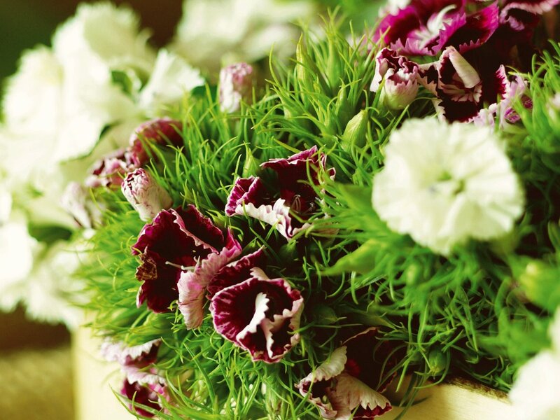 Purple and White Flowers — Calm, Photograph, Green Grass