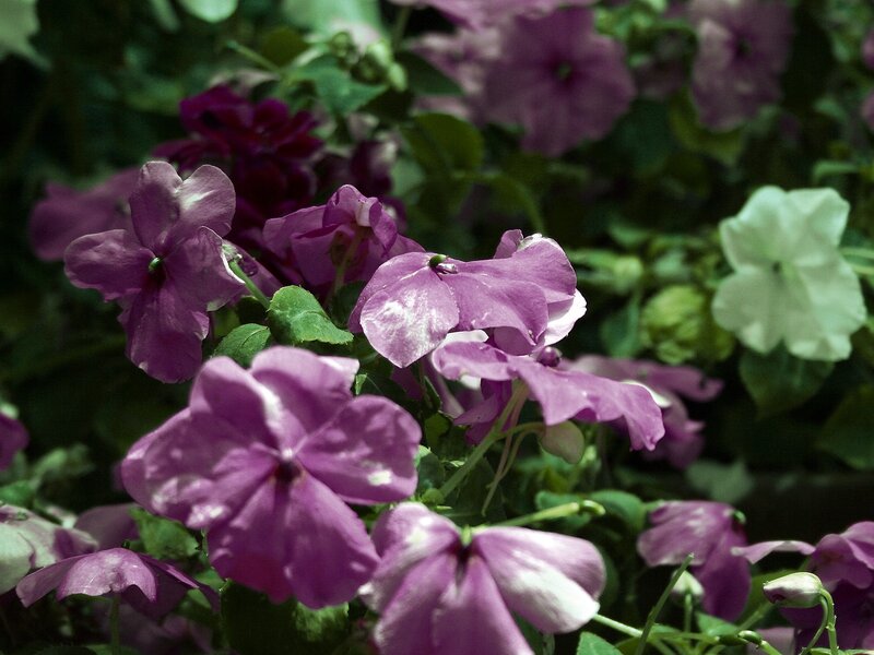 Purple and White Flowers — Calm, Photograph, Green Leaves, Flower Buds, Green