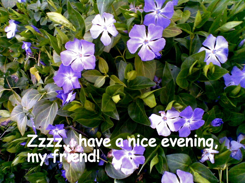 Purple and White Flowers — Calm, Photograph, Green Leaves