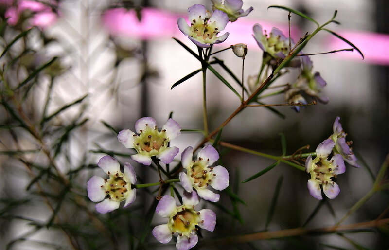 Purple and White Flowers — Calm, Photograph, Green Stems