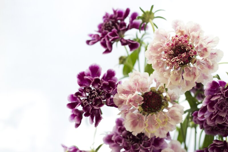 Purple and White Flowers — Calm, Photograph, Stems, Leaves