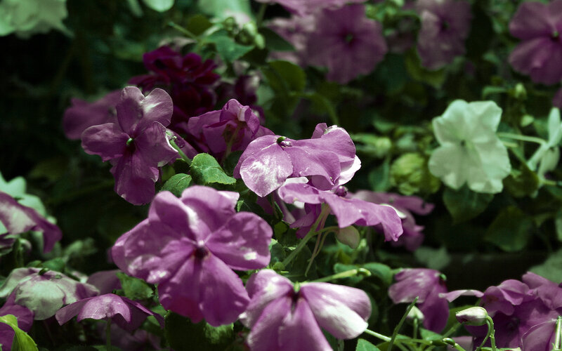 Purple and White Flowers — Calm, Photograph